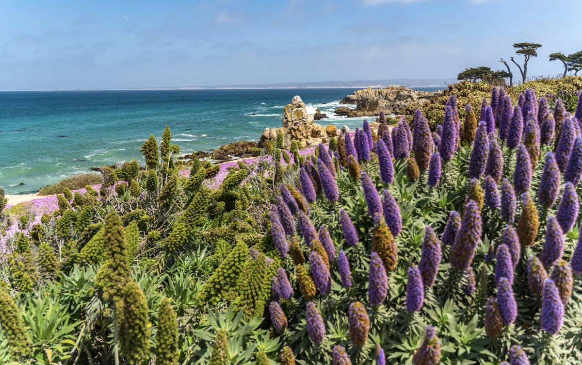 Pacific Grove